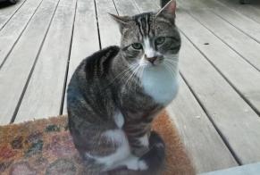 Alerta de Hallazgo Gato Macho Namur Bélgica