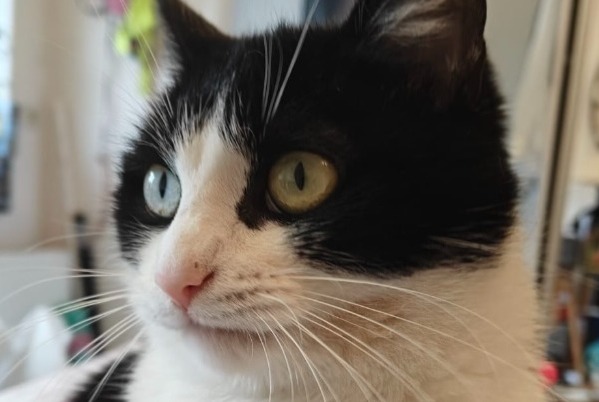 Alerta de Desaparición Gato Hembra , 4 años Wavre Bélgica
