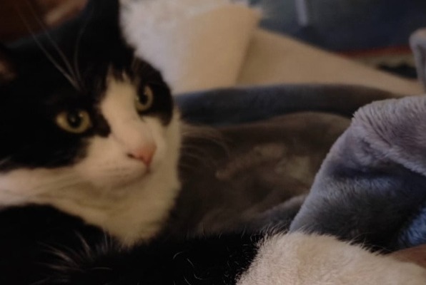 Alerta de Desaparición Gato Hembra , 4 años Wavre Bélgica