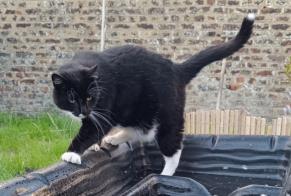Alerta de Desaparición Gato cruce Macho , 3 años La Louvière Bélgica