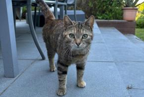 Alerta de Hallazgo Gato Desconocido Grez-Doiceau Bélgica