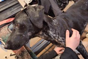 Alerta de Hallazgo Perro Hembra Tinlot Bélgica