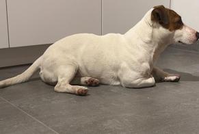 Alerta de Hallazgo Perro  Macho Charleroi Bélgica