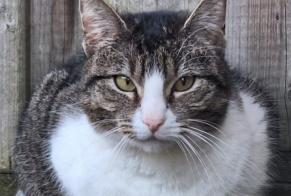 Alerta de Desaparición Gato cruce Macho , 5 años Tienen Bélgica