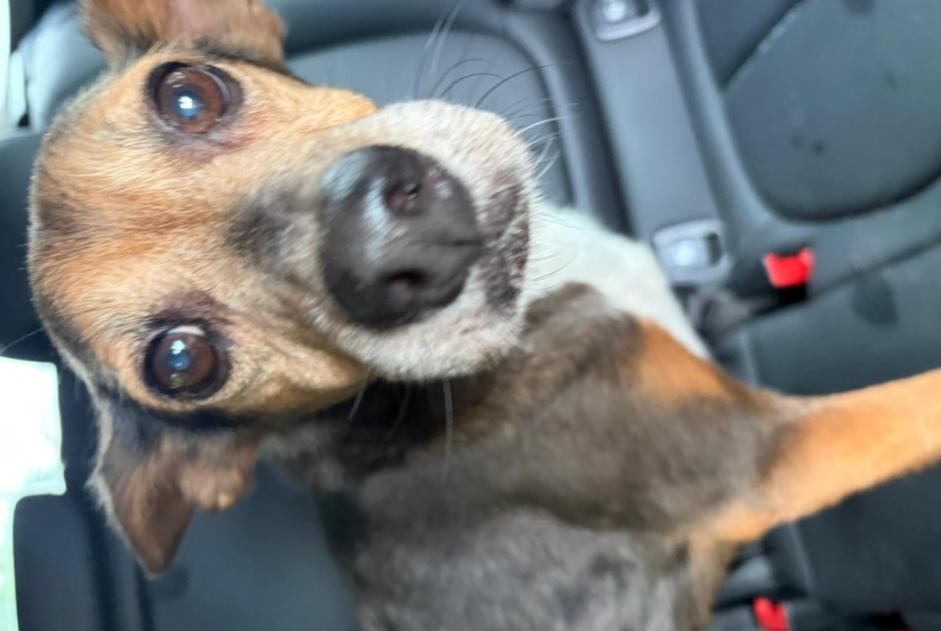 Perro Encontrado en Farciennes (Hainaut, Bélgica)  - alerta Hallazgo Pet Alert n° 367893