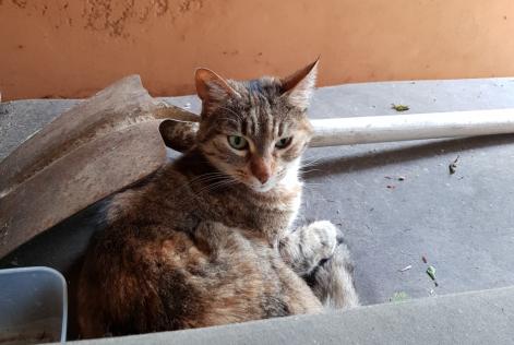 Details De L Alerte Decouverte Chat Trouve Chemin Raynal Toulouse France