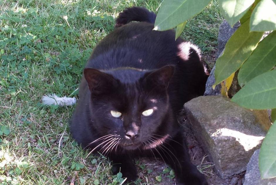 Alerte Disparition Chat Mâle , 8 ans Espierre-Helchin Belgique