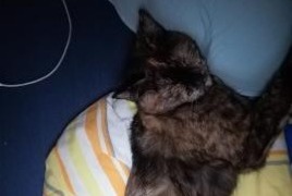 Alerte Disparition Chat Femelle , 8 ans Autelhaut Belgique
