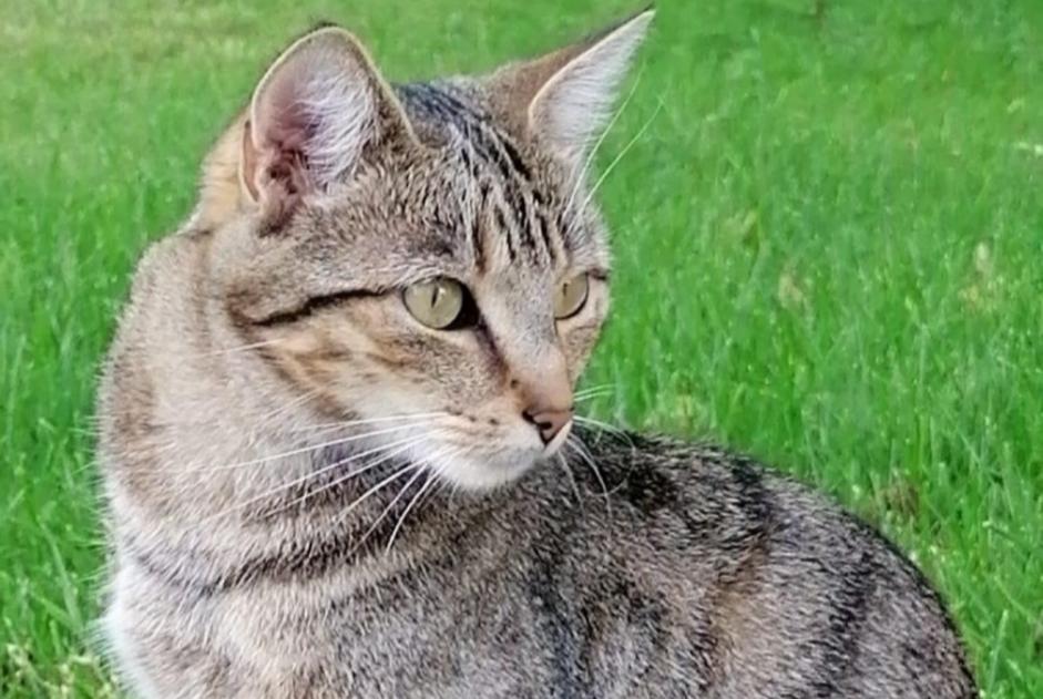 Alerte Disparition Chat Femelle , 2 ans Namur Belgique