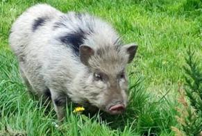 Alerte Découverte Autre Cochon miniature Mâle Lobbes Belgique