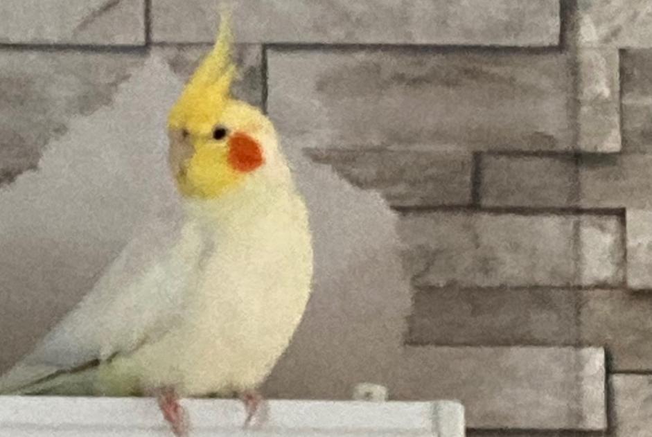 Alerte Disparition Oiseau Mâle , 2022 ans Aywaille Belgique