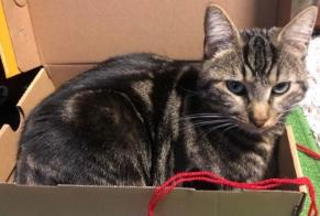 Alerte Disparition Chat  Mâle , 3 ans Charleroi Belgique