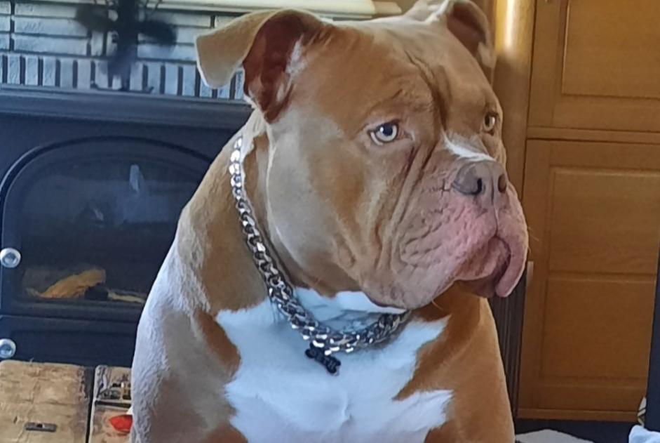 Alerte Disparition Chien croisement Mâle , 2 ans Modave Belgique