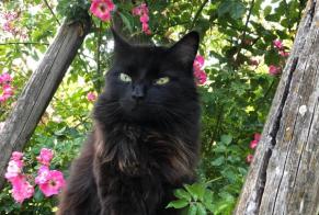 Alerte Disparition Chat croisement Femelle , 10 ans Genappe Belgique