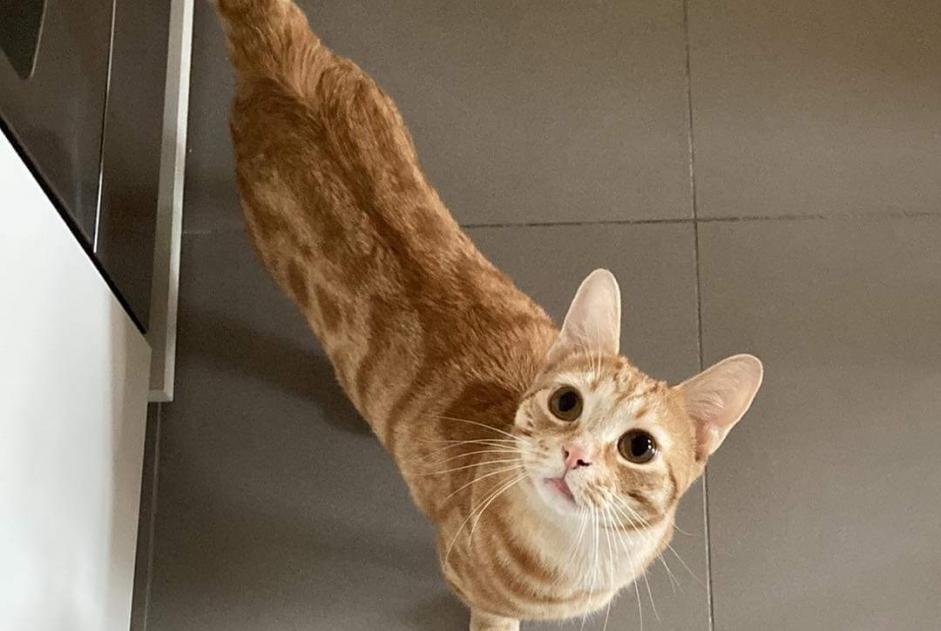 Alerte Disparition Chat Mâle , 2 ans Waterloo Belgique