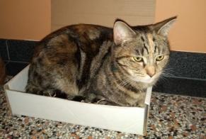 Alerte Disparition Chat croisement Femelle , 7 ans Stoumont Belgique
