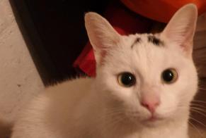 Alerte Disparition Chat Mâle , 4 ans Auderghem Belgique
