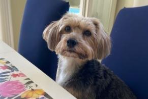 Alerte Disparition Chien croisement Femelle , 8 ans Uccle Belgique