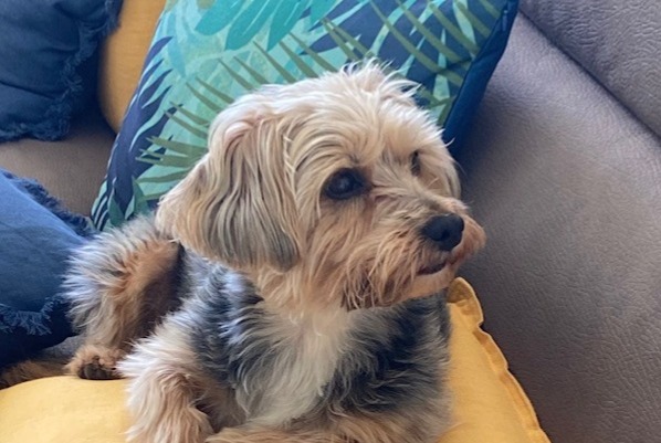 Alerte Disparition Chien croisement Femelle , 8 ans Uccle Belgique