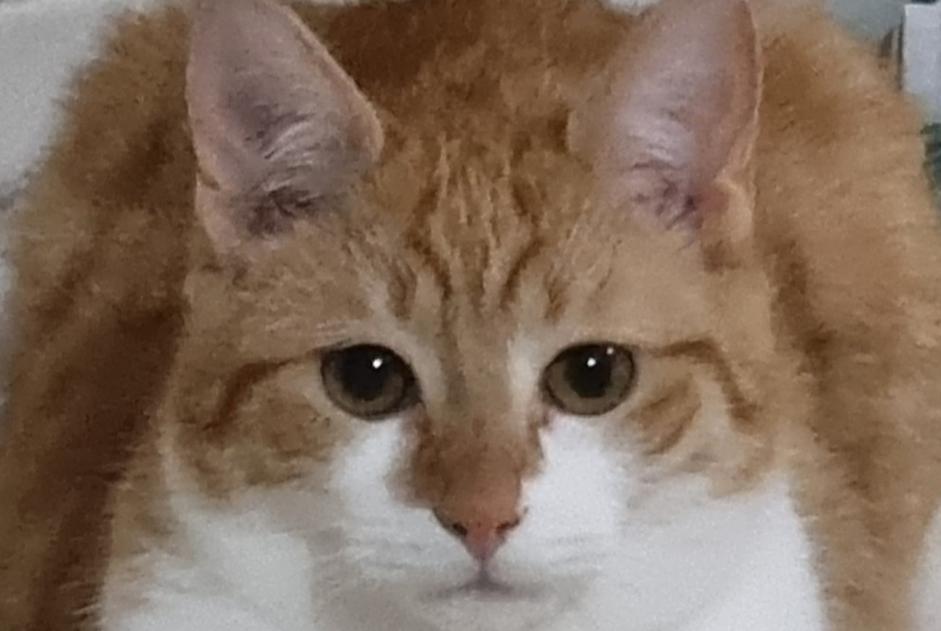 Alerte Disparition Chat Mâle , 1 ans Chièvres Belgique