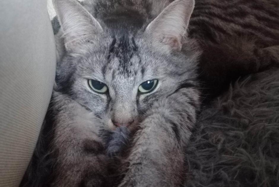 Alerte Disparition Chat Mâle , 3 ans Mouscron Belgique
