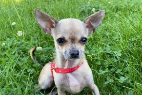 Alerte Disparition Chien  Femelle , 3 ans Uccle Belgique