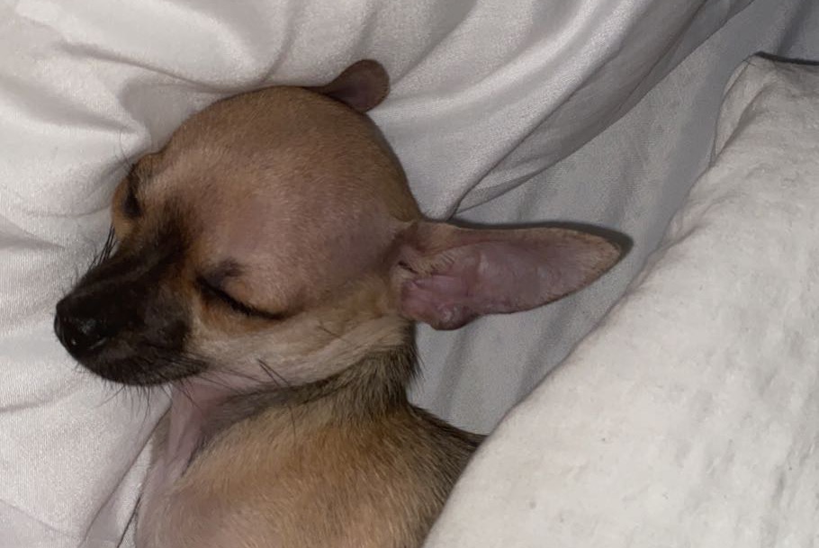 Alerte Disparition Chien  Femelle , 3 ans Uccle Belgique