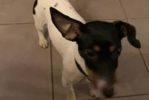 Alerte Disparition Chien  Femelle , 2 ans Namen Belgique