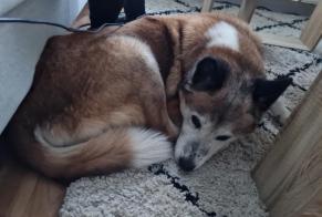 Alerte Découverte Chien Inconnu Liège Belgique