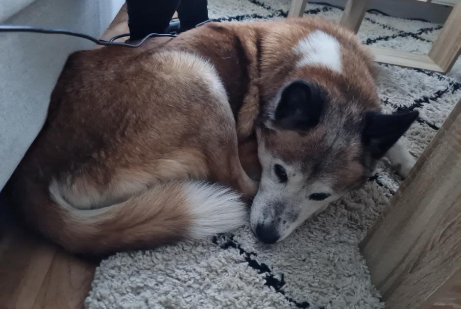 Alerte Découverte Chien Inconnu Liège Belgique