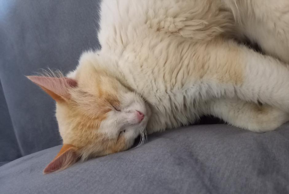 Alerte Disparition Chat croisement Mâle , 4 ans Lincent Belgique