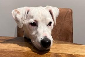 Alerte Disparition Chien  Mâle , 4 ans Kortrijk Belgique