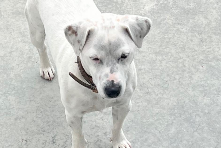 Alerte Disparition Chien  Mâle , 4 ans Kortrijk Belgique