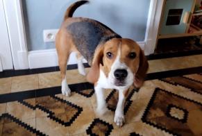 Alerte Découverte Chien  Femelle Herstal Belgique