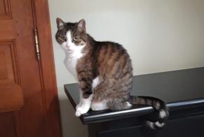 Alerte Disparition Chat  Femelle , 13 ans Liège Belgique