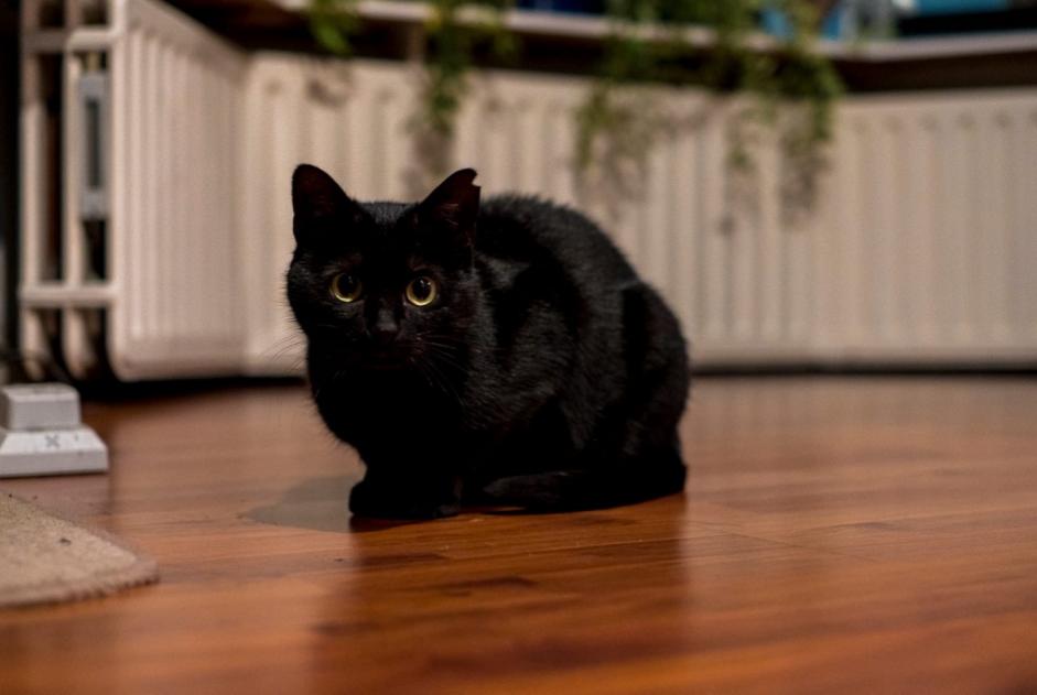 Alerte Disparition Chat  Femelle , 2 ans Rixensart Belgique