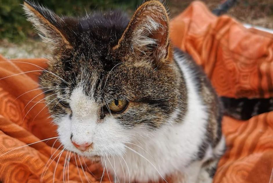 Alerte Découverte Chat Mâle , 10 ans Hastière Belgique