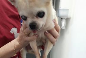 Alerte Découverte Chien  Mâle Chapelle-lez-Herlaimont Belgique