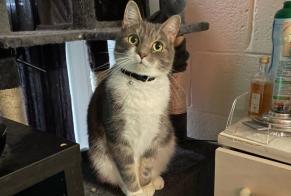 Alerte Disparition Chat Mâle , 2 ans Ottignies-Louvain-la-Neuve Belgique