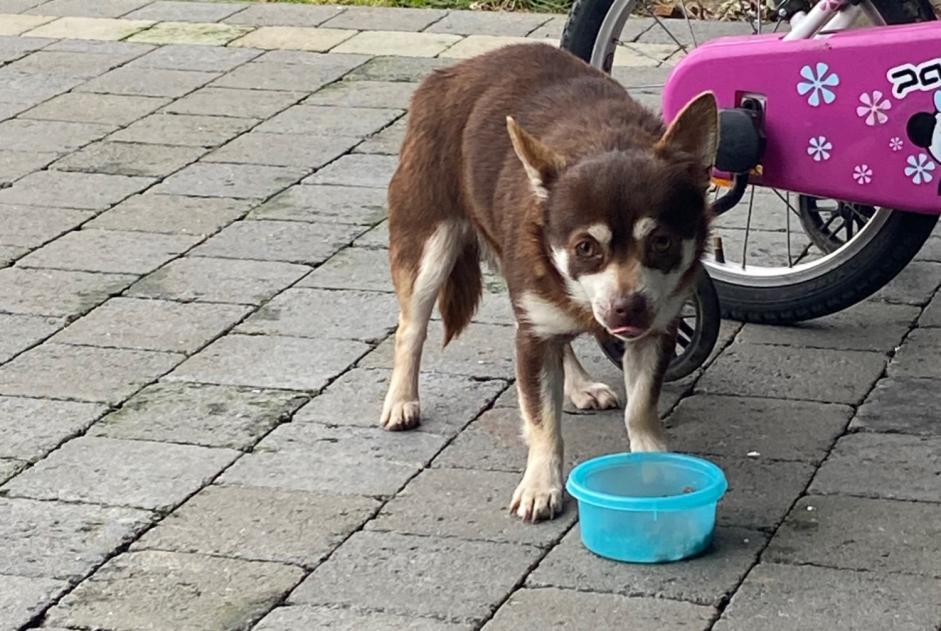 Alerte Découverte Chien croisement Inconnu Fosses-la-Ville Belgique