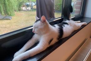 Alerte Disparition Chat croisement Mâle , 2 ans Sambreville Belgique