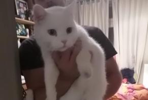 Alerte Découverte Chat  Inconnu Etterbeek Belgique