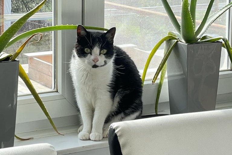 Alerte Disparition Chat croisement Femelle , 16 ans Wavre Belgique
