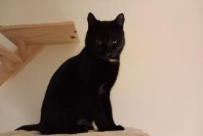 Alerte Disparition Chat  Mâle , 4 ans Charleroi Belgique