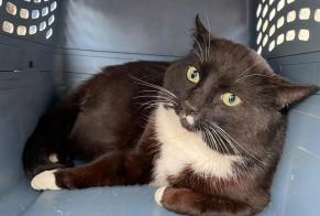 Alerte Découverte Chat Mâle Woluwe-Saint-Pierre Belgique