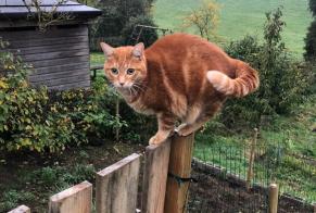 Alerte Disparition Chat croisement Femelle , 6 ans Ittre Belgique