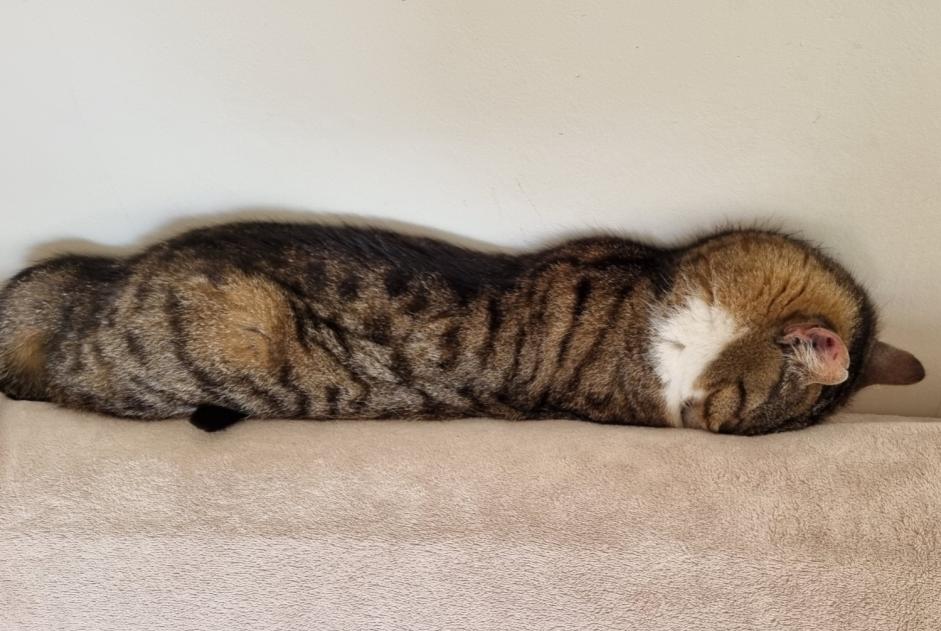 Alerte Disparition Chat  Femelle , 10 ans Grimbergen Belgique
