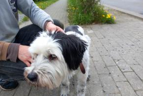 Alerte Découverte Chien croisement Inconnu Chastre Belgique