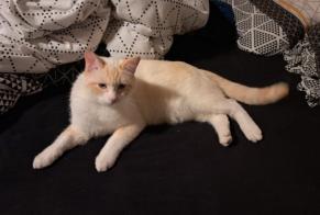 Alerte Disparition Chat  Mâle , 1 ans Anderlecht Belgique