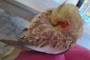 Alerte Découverte Oiseau Inconnu Woluwe-St.-Lambert Belgique